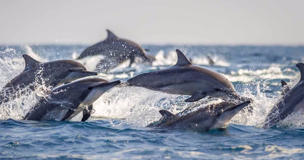 Rainforest Exploration