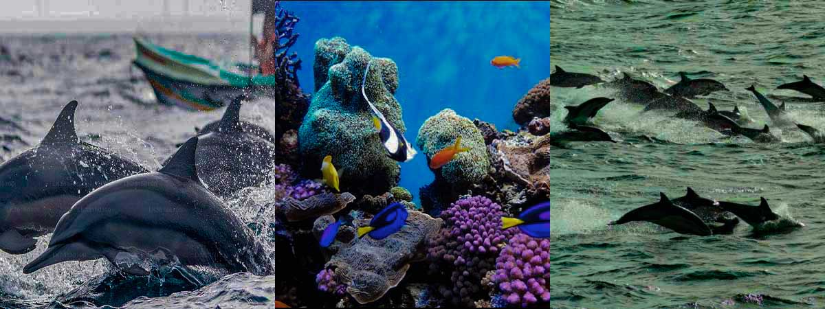 Marine Ecosystems, Conservation Experiences & Coastal Communities