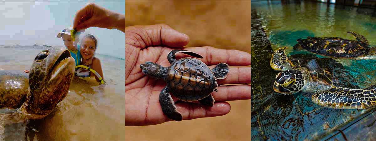 Marine Ecosystems, Conservation Experiences & Coastal Communities