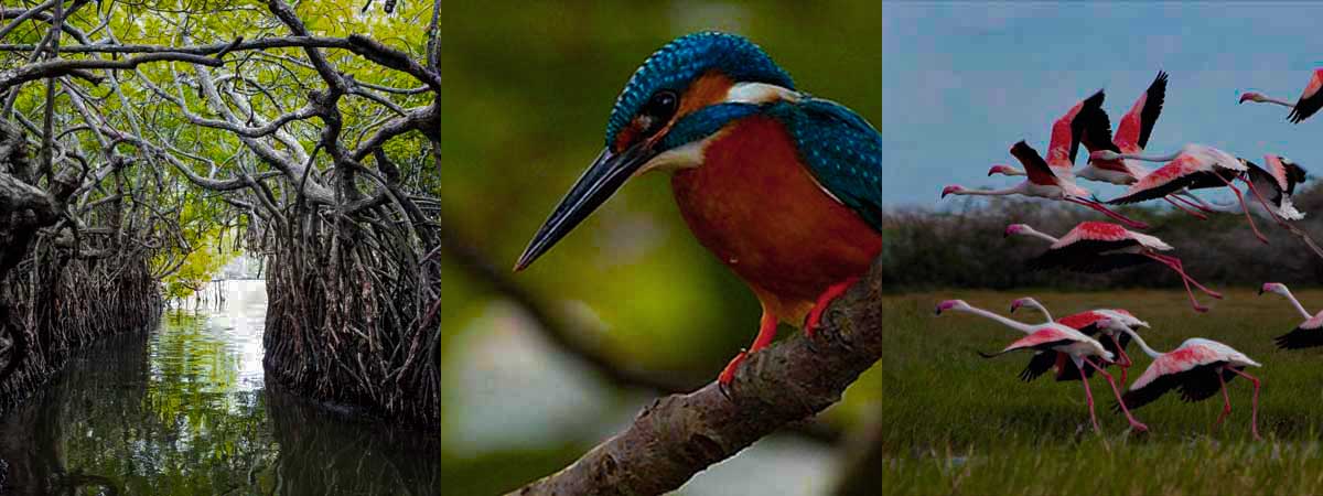 Birdwatching Expedition — Sri Lanka