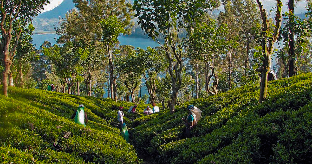 Tea Estate Experiences